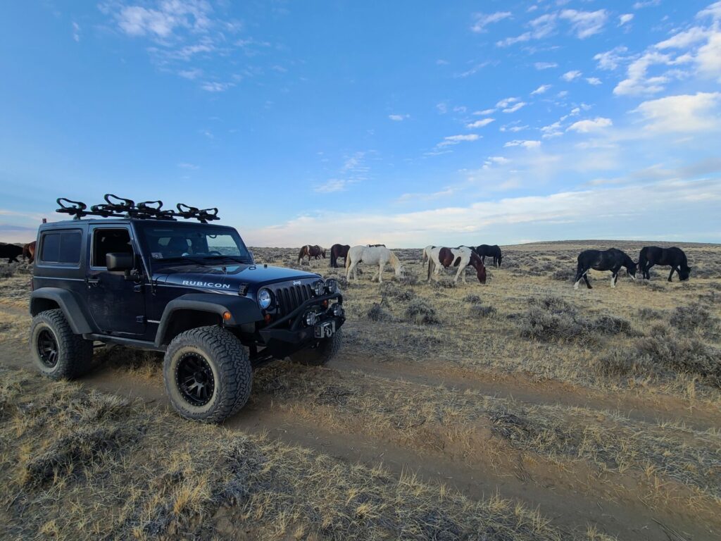 McCullough Peaks Wild Horses