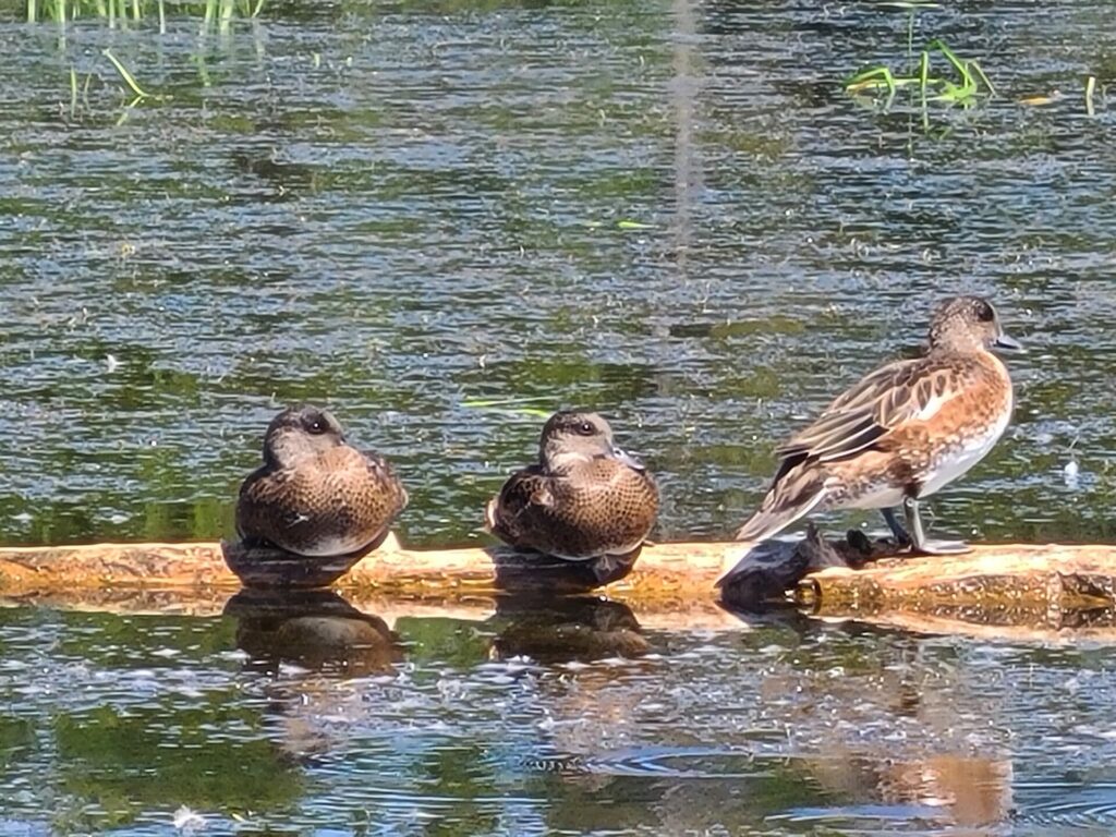 Ducks at Big Springs