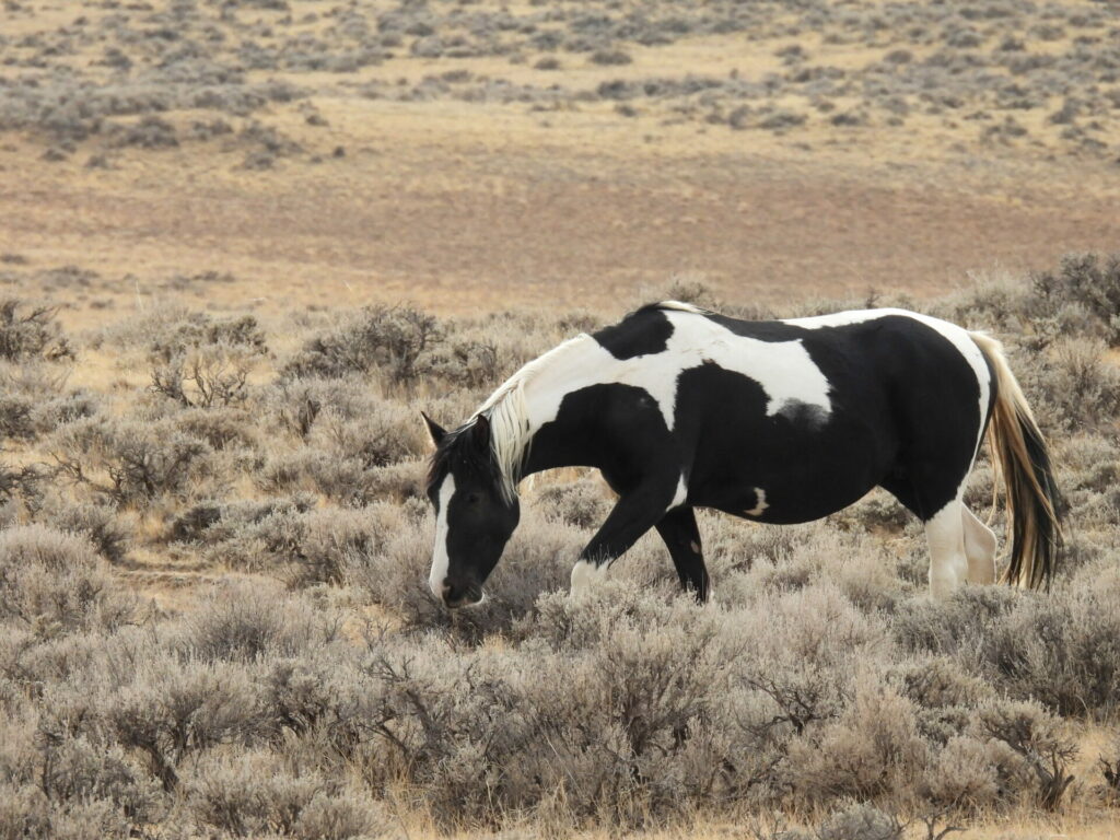 McCullough Peaks Wild Horses