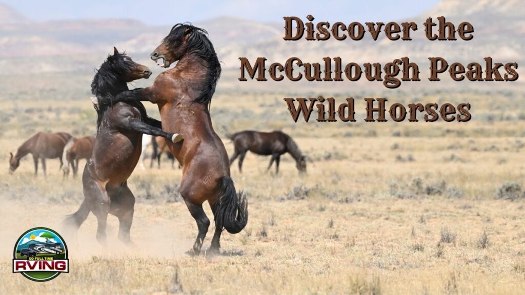 Discover the McCullough Peaks Wild Horses