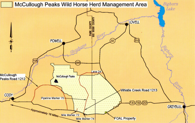 Discover the McCullough Peaks Wild Horses