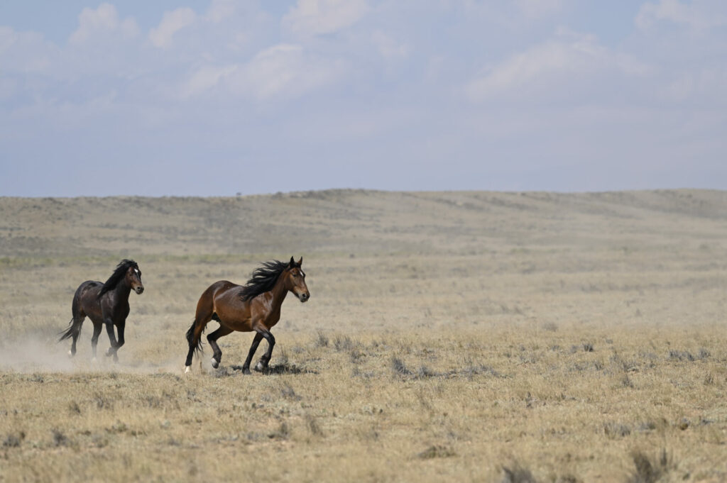 McCullough Peaks Wild Horses