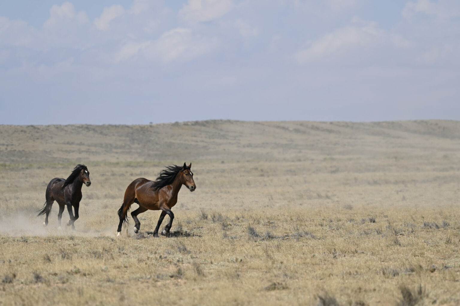 Discover the McCullough Peaks Wild Horses