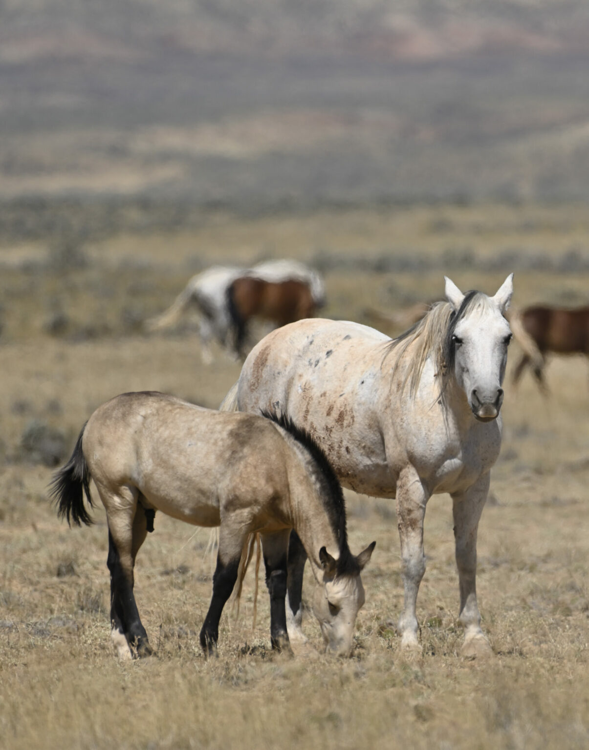 Discover the McCullough Peaks Wild Horses