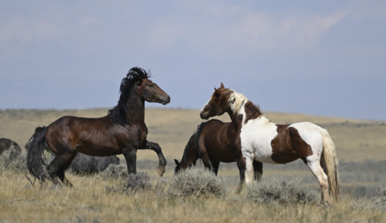 Discover the McCullough Peaks Wild Horses