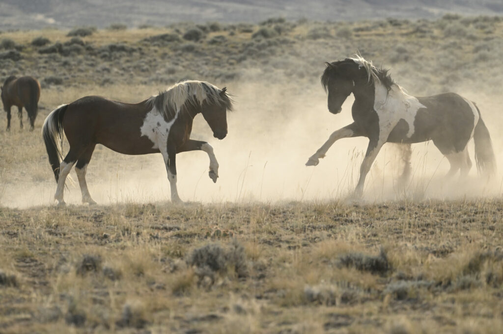 McCullough Peaks Wild Horses