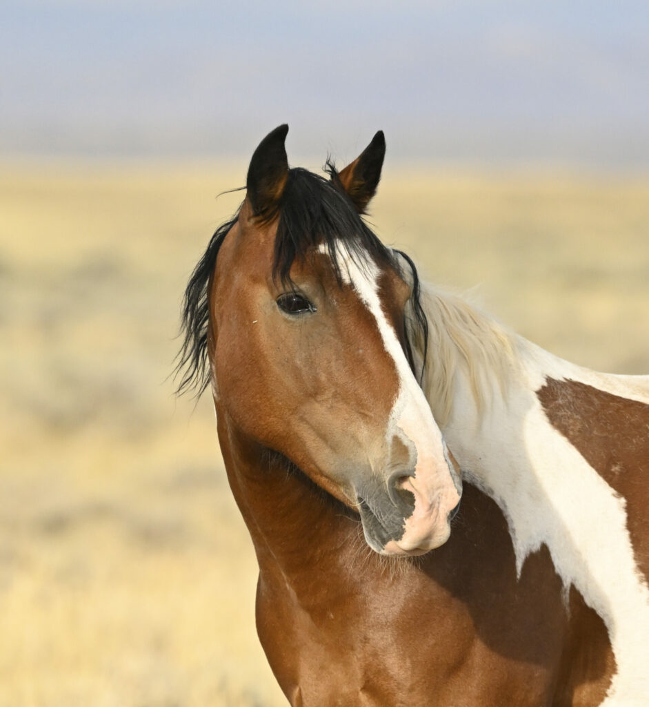 McCullough Peaks Wild Horses