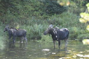 Moose at Big Springs