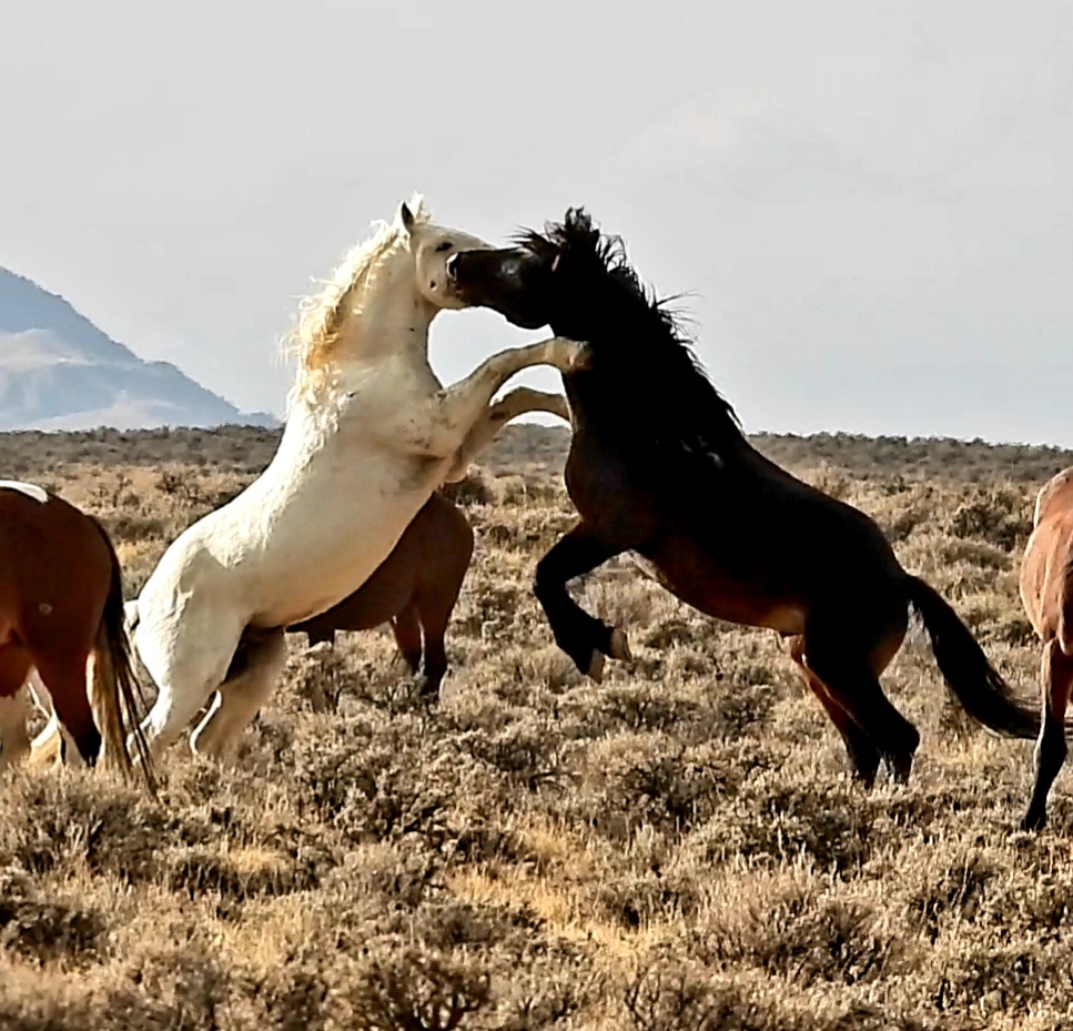 McCullough Peaks Wild Horses