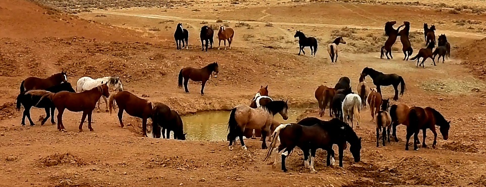 McCullough Peaks Wild Horses