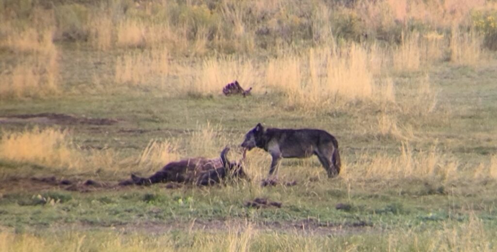 Wolf with the NovaGrade Digiscope Adapter