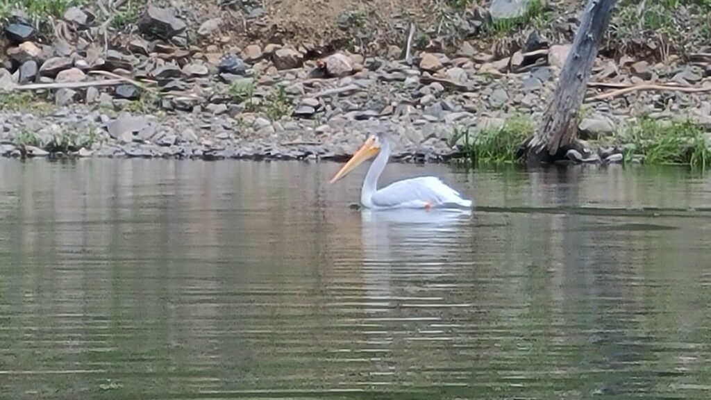 White Pelican at Quake Lake
