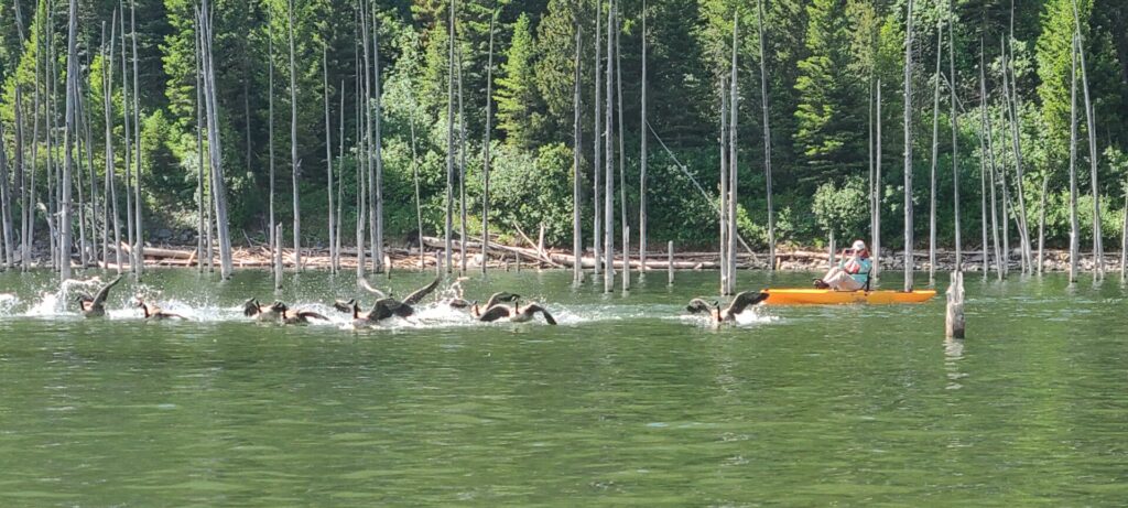 Kayaking Quake Lake