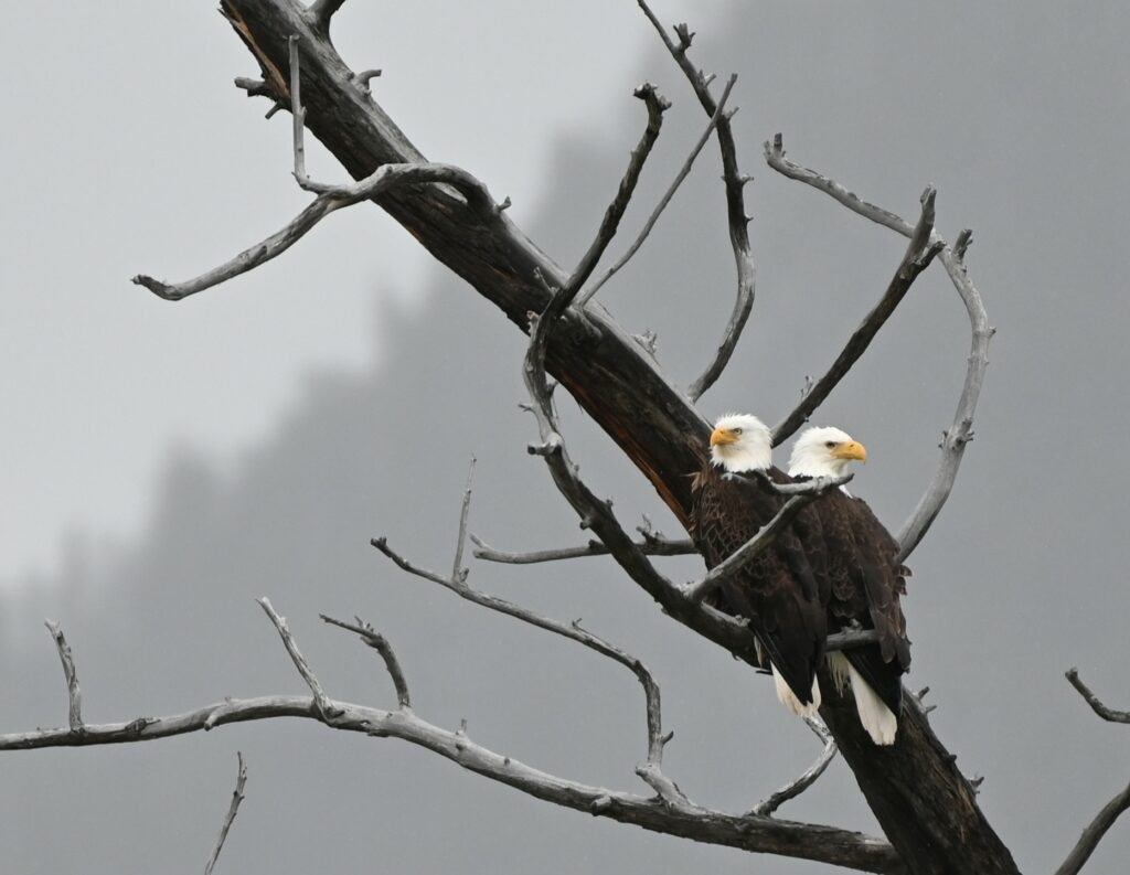 Bald Eagles at Quake Lake