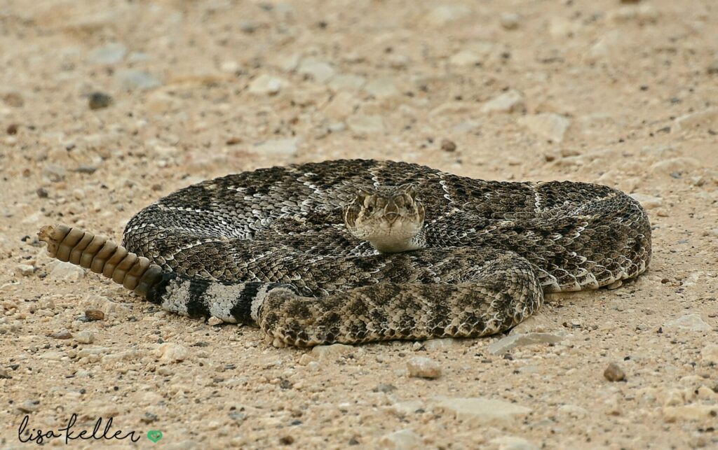 Rattlesnake