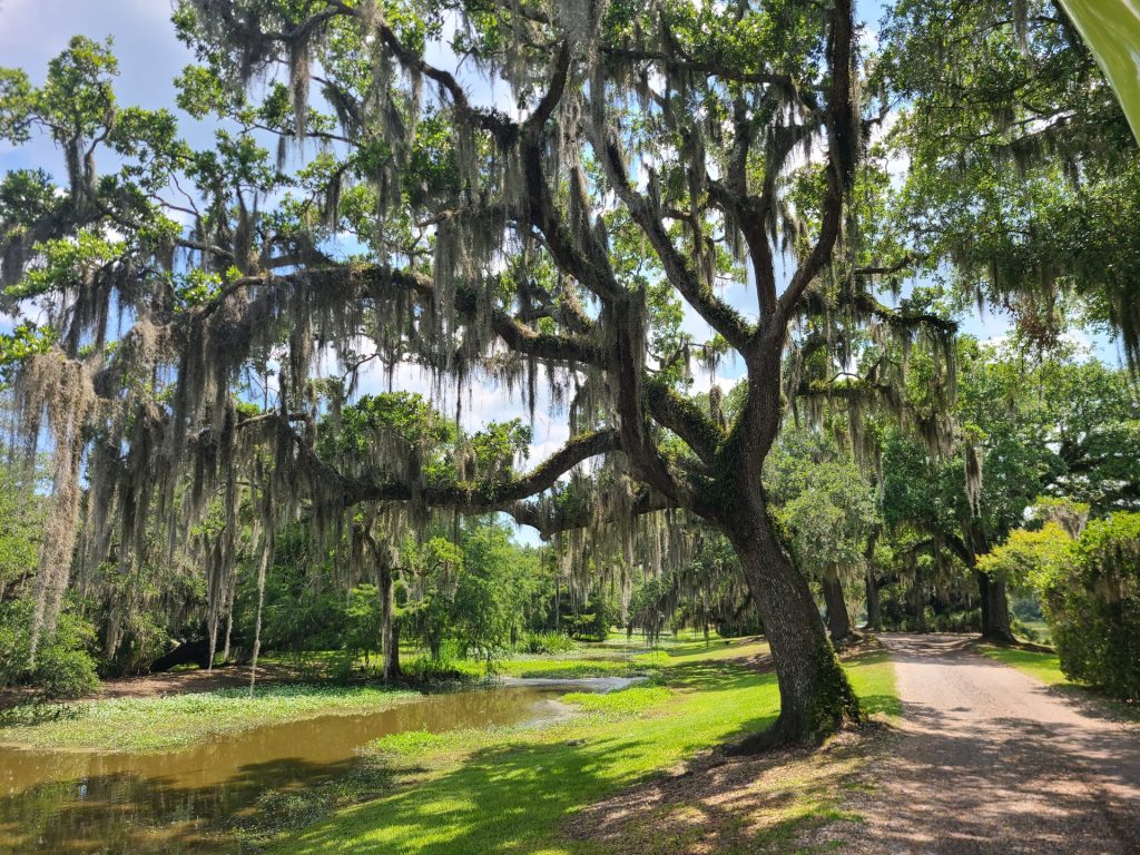 avery island salt mine tour