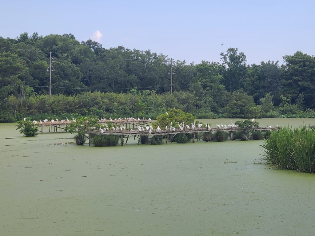 avery island salt mine tour