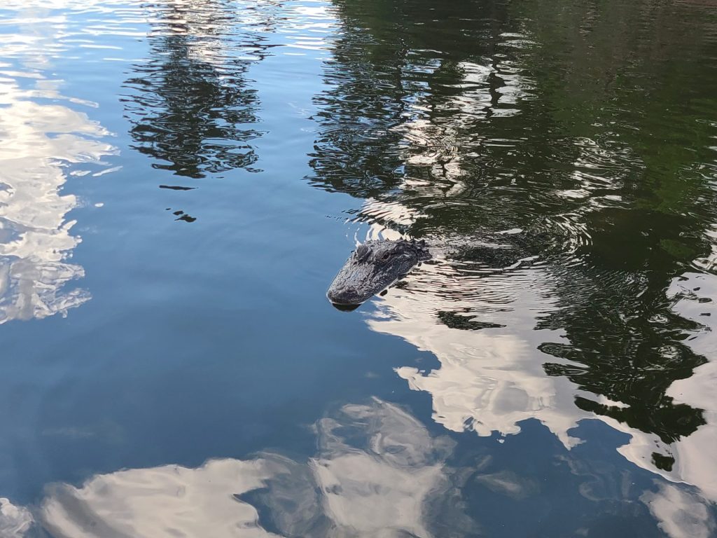 New Orleans Swamp Tour