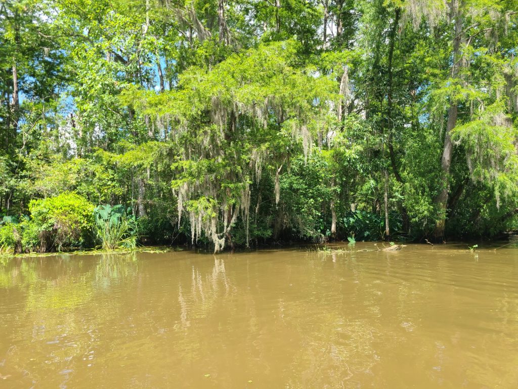 New Orleans Swamp Tour