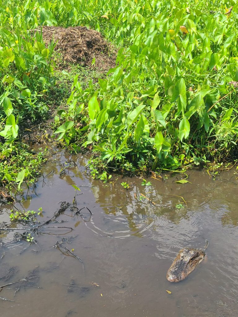 New Orleans Swamp Tour