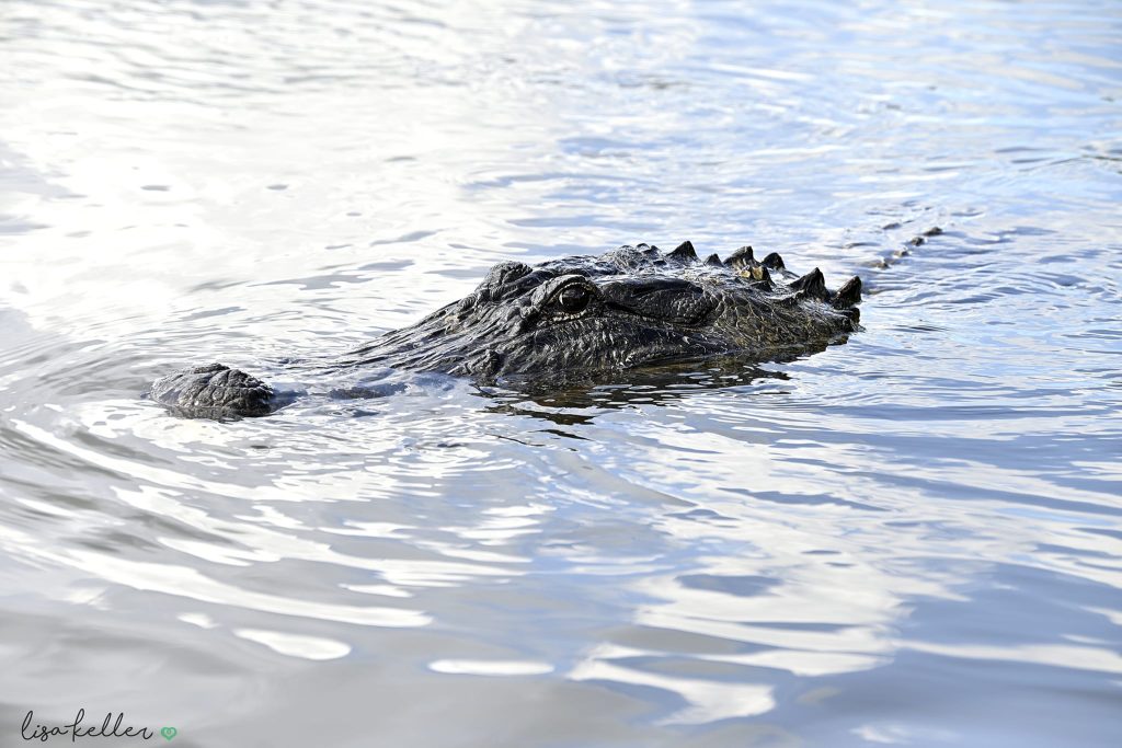 New Orleans Swamp Tour