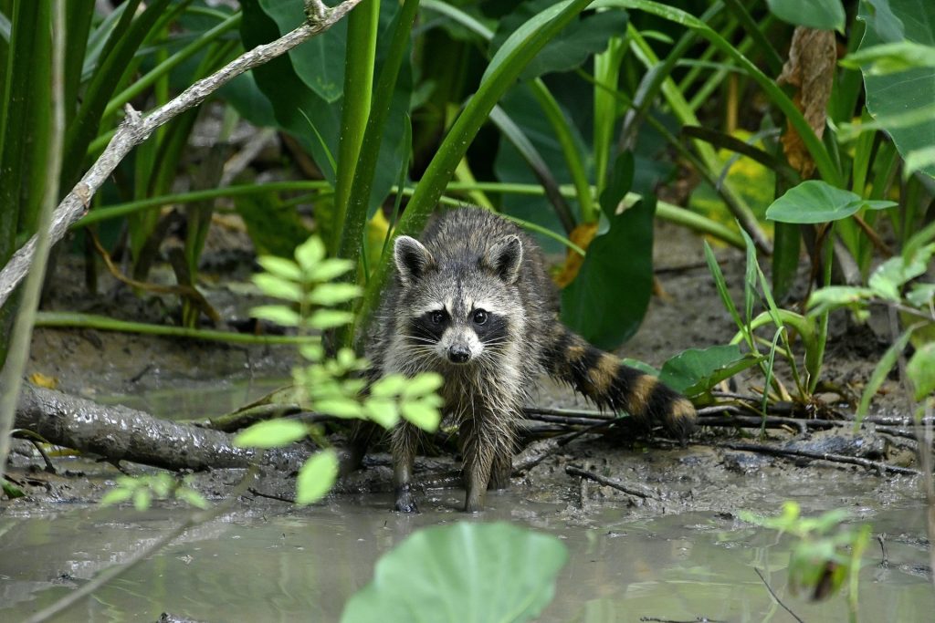 New Orleans Swamp Tour