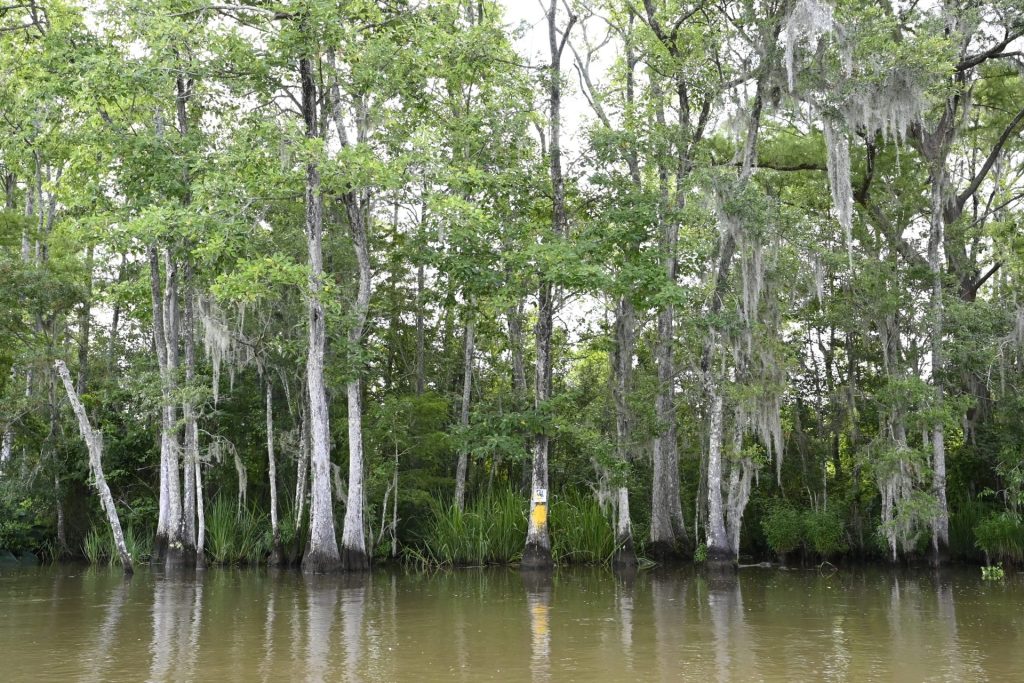 New Orleans Swamp Tour