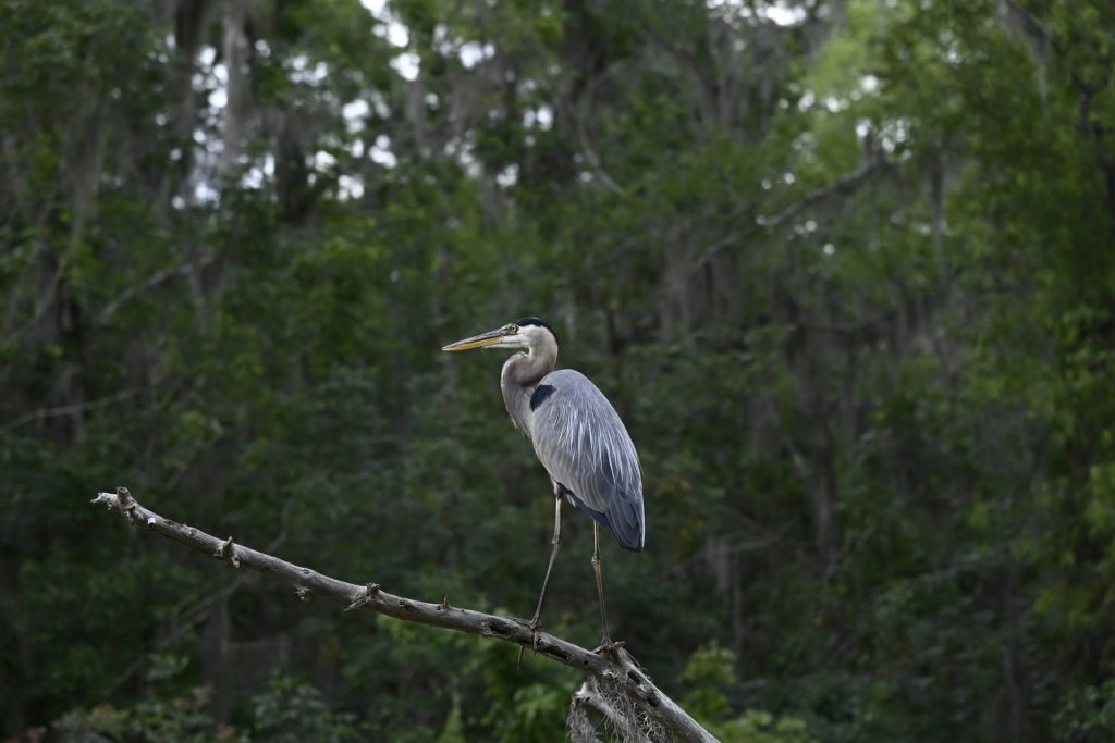 New Orleans Swamp Tour