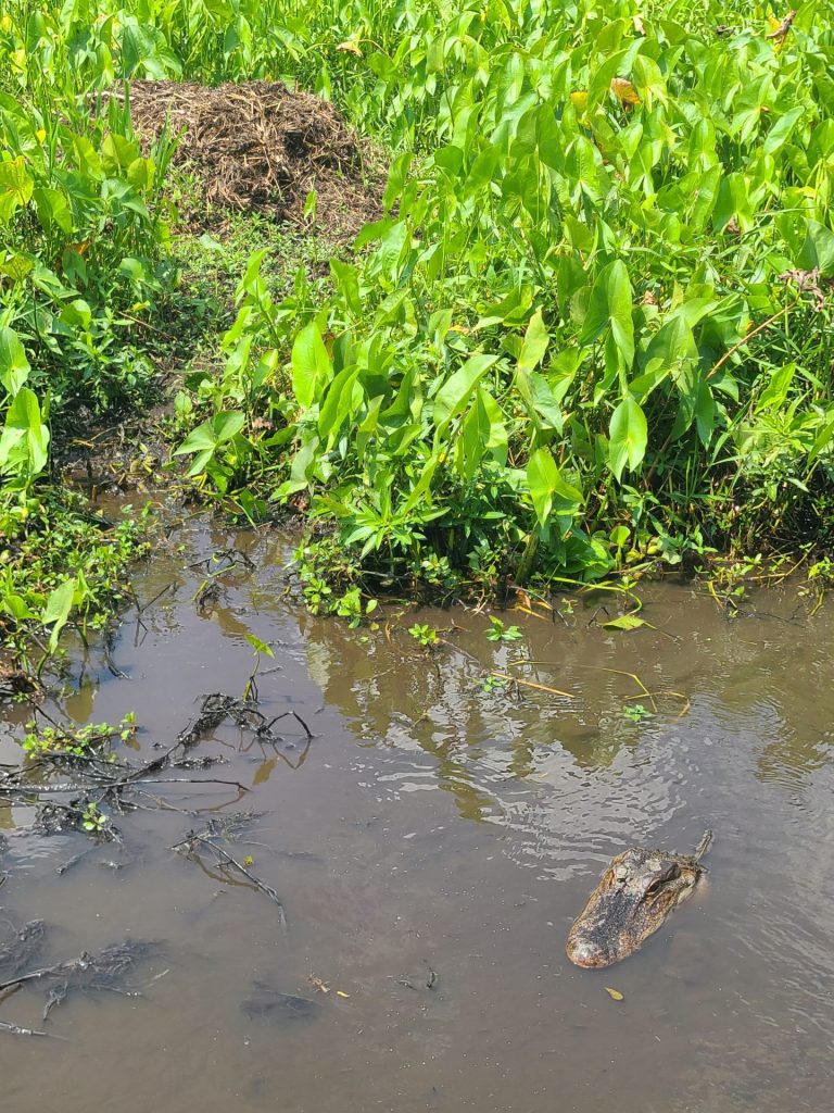 Airboat Swamp Tour