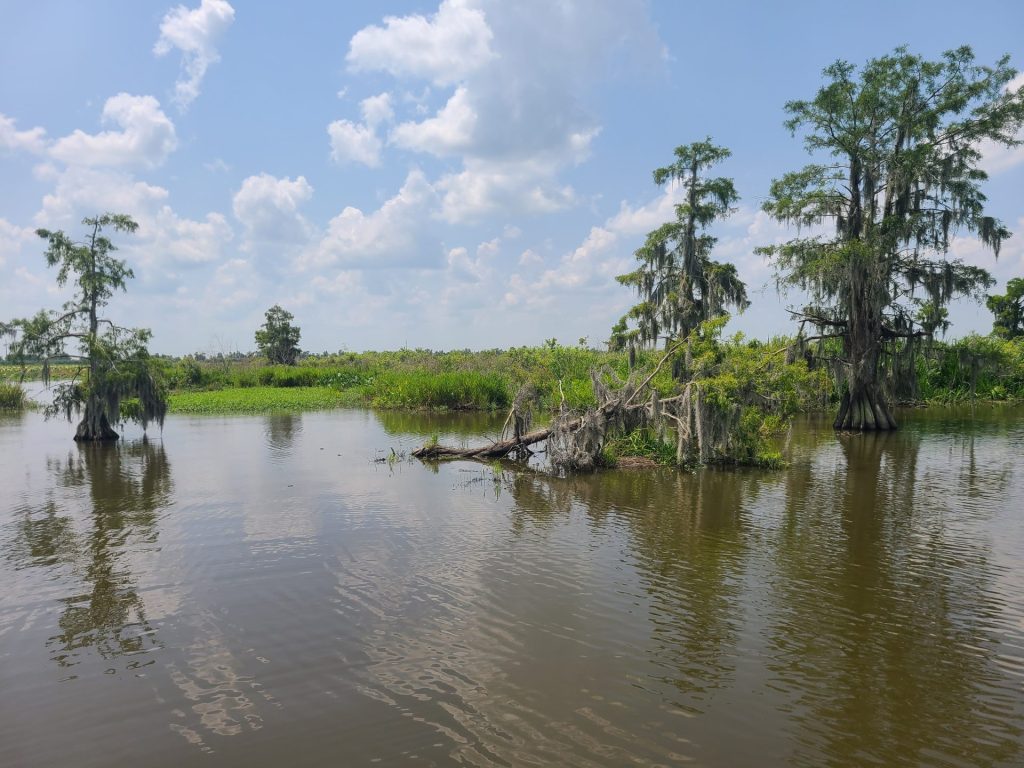 Airboat Swamp Tour