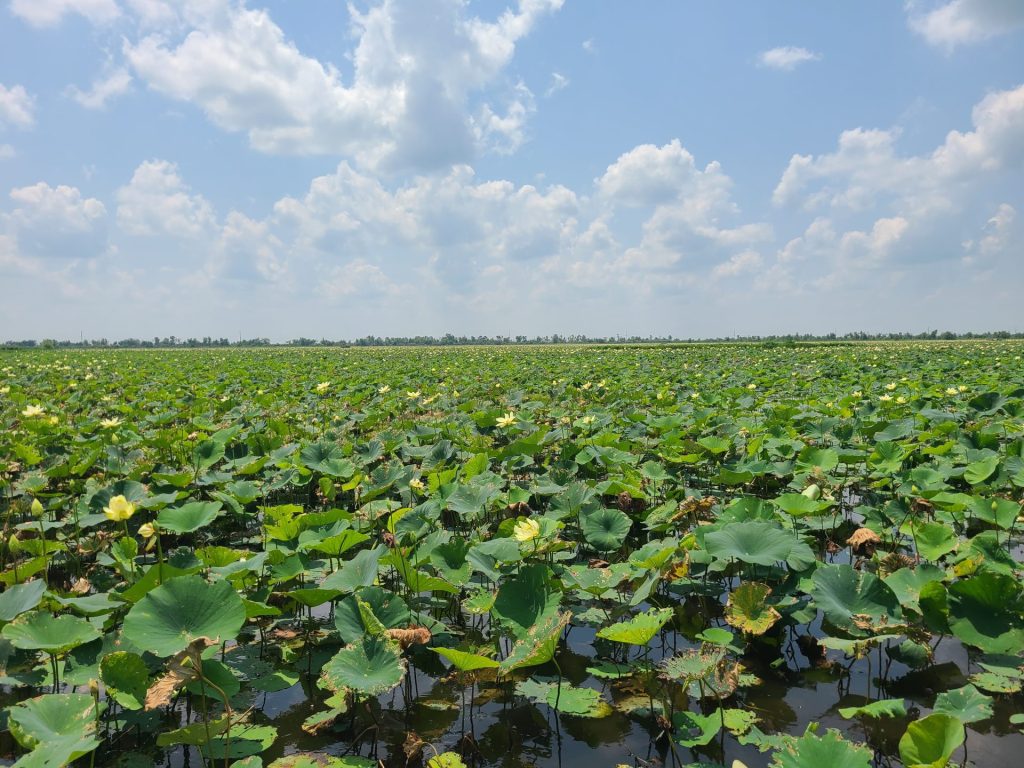 Airboat Swamp Tour