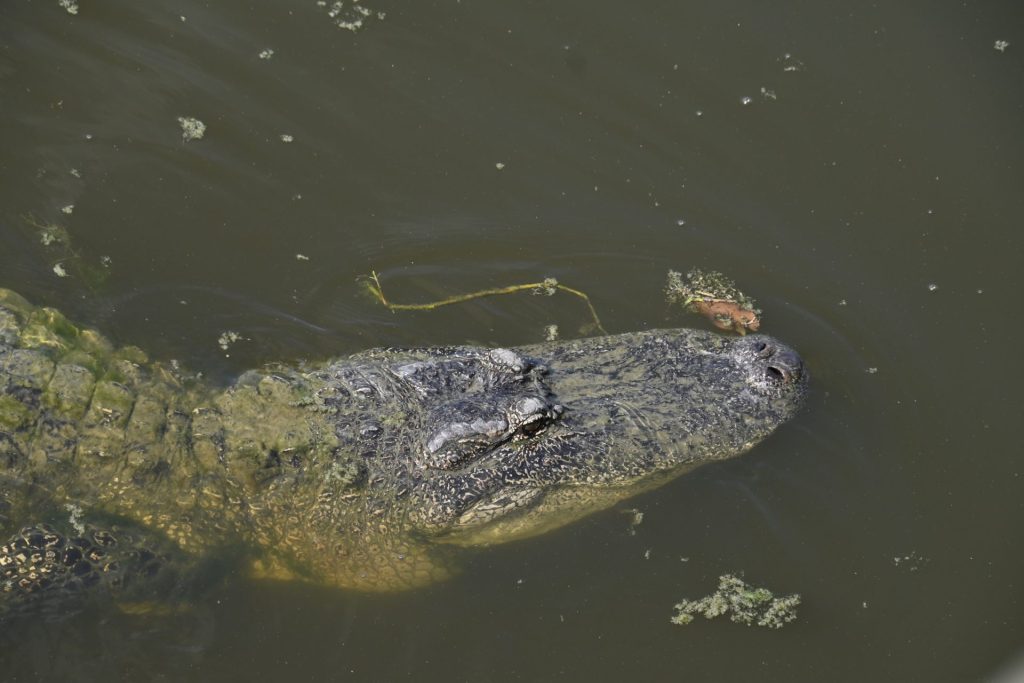 Airboat Swamp Tour