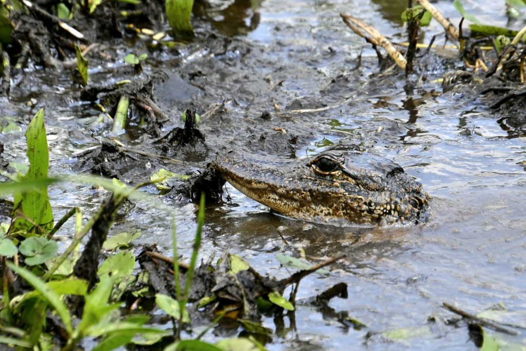 Airboat Swamp Tour