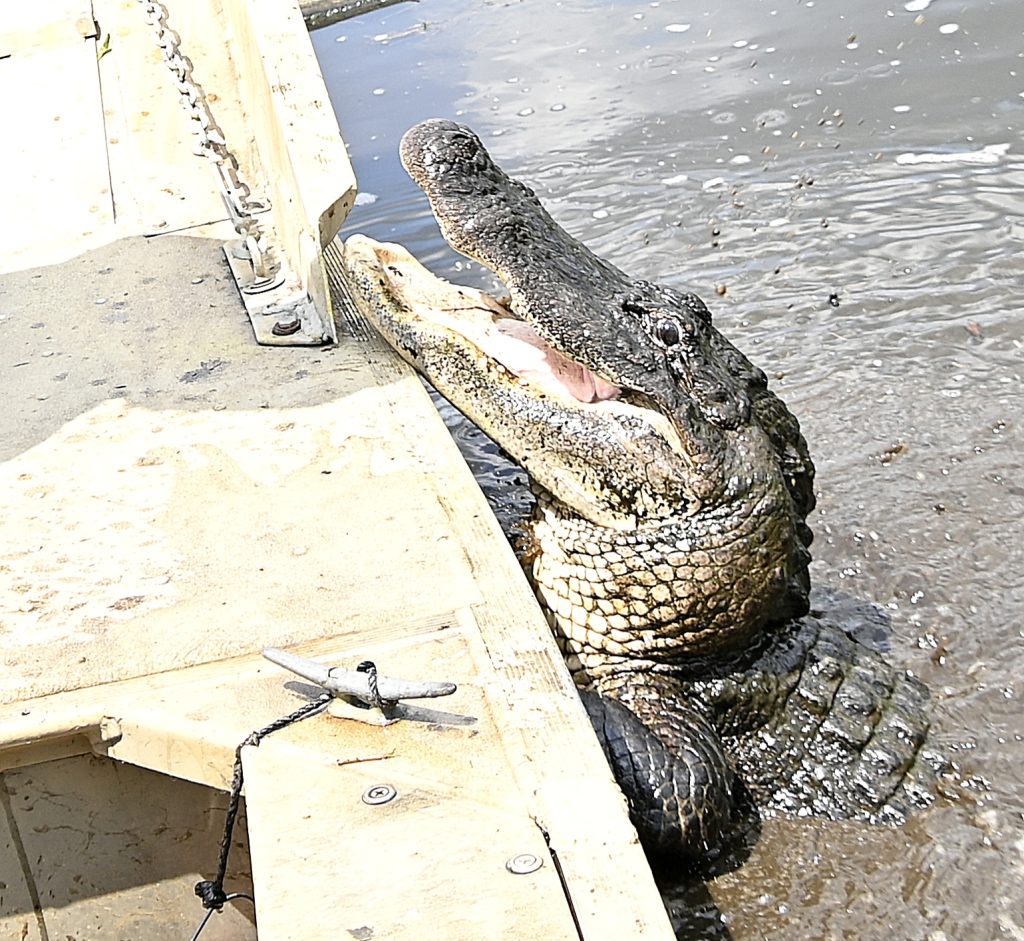 Airboat Swamp Tour