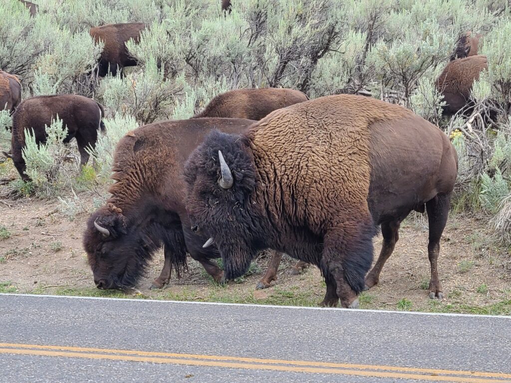 Bison Rut