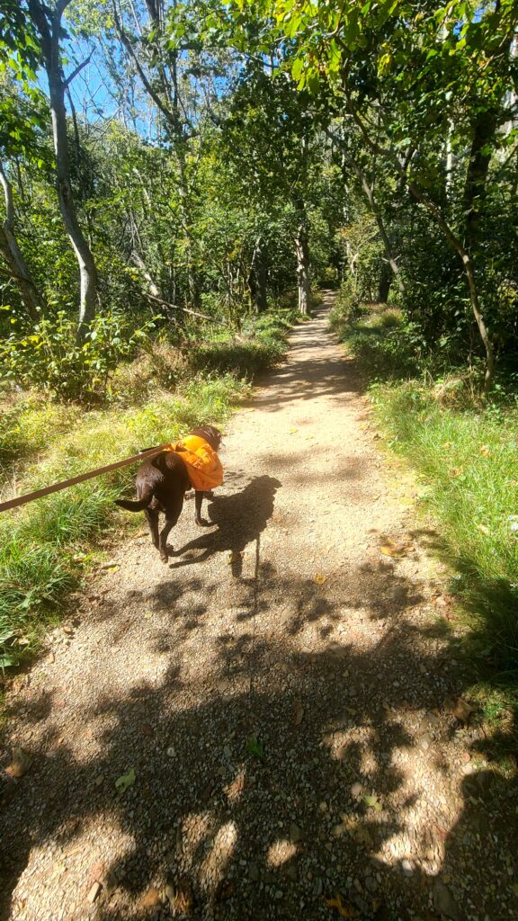 Dog-Friendly Hikes in Shenandoah National Park 5 Trails You’ll Love