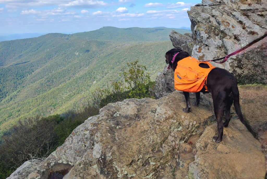 Dog-Friendly Hikes in Shenandoah National Park 5 Trails You’ll Love