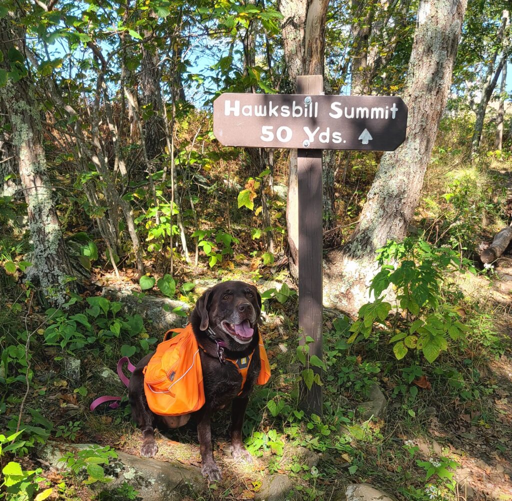 Dog-Friendly Hikes in Shenandoah National Park 5 Trails You’ll Love