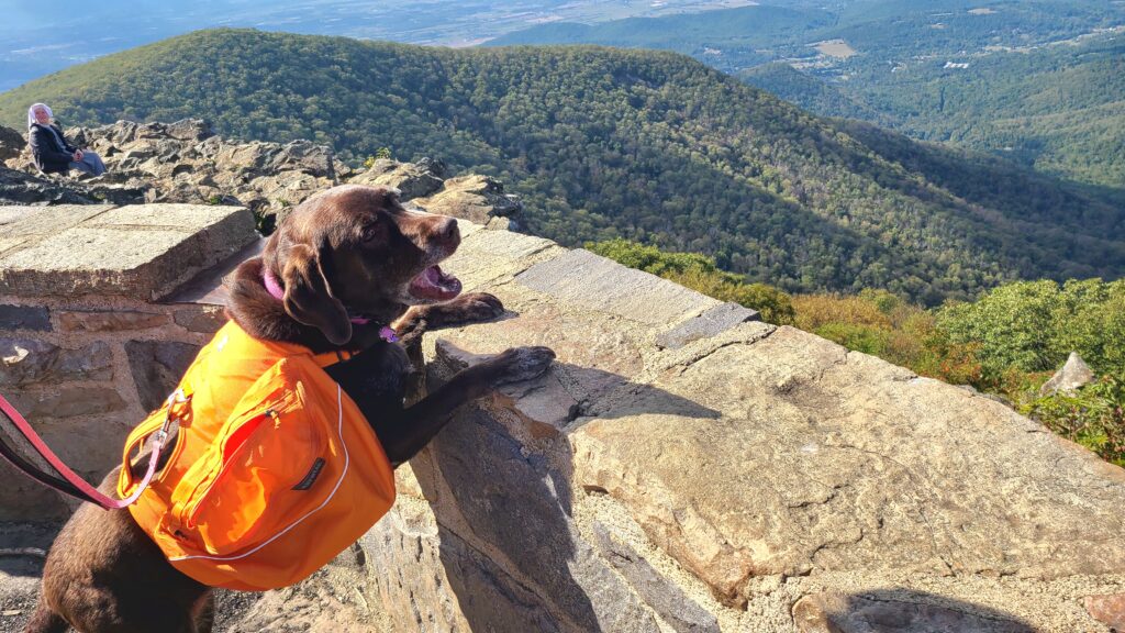 Dog-Friendly Hikes in Shenandoah National Park 5 Trails You’ll Love