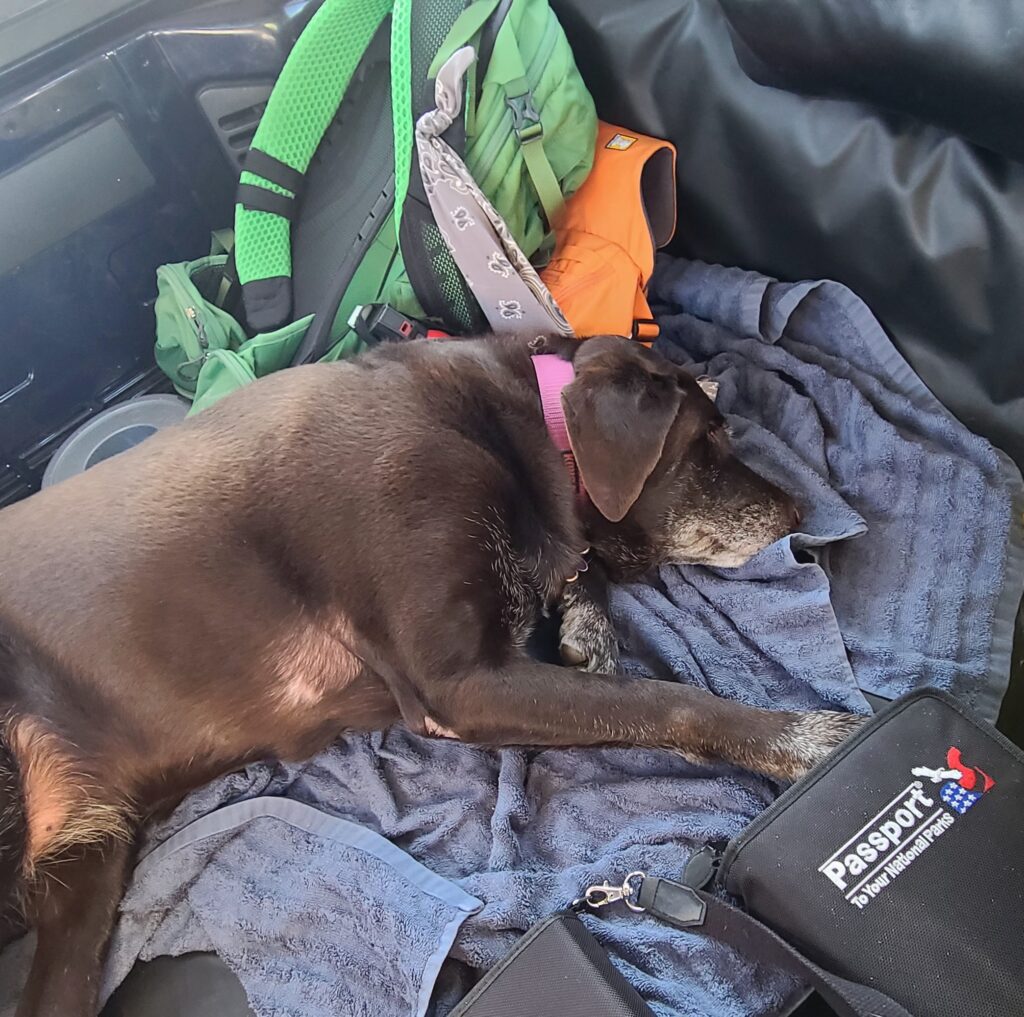 Dog-Friendly Hikes in Shenandoah National Park 5 Trails You’ll Love