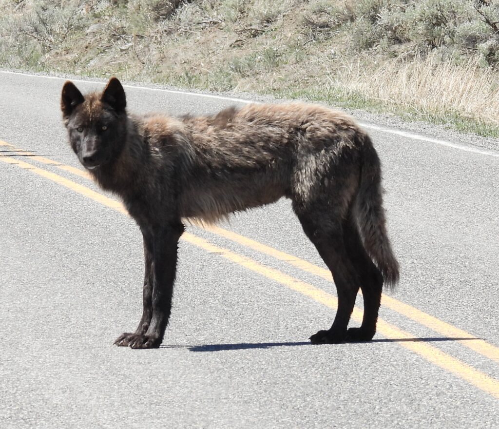 Young Wolf crossing the road