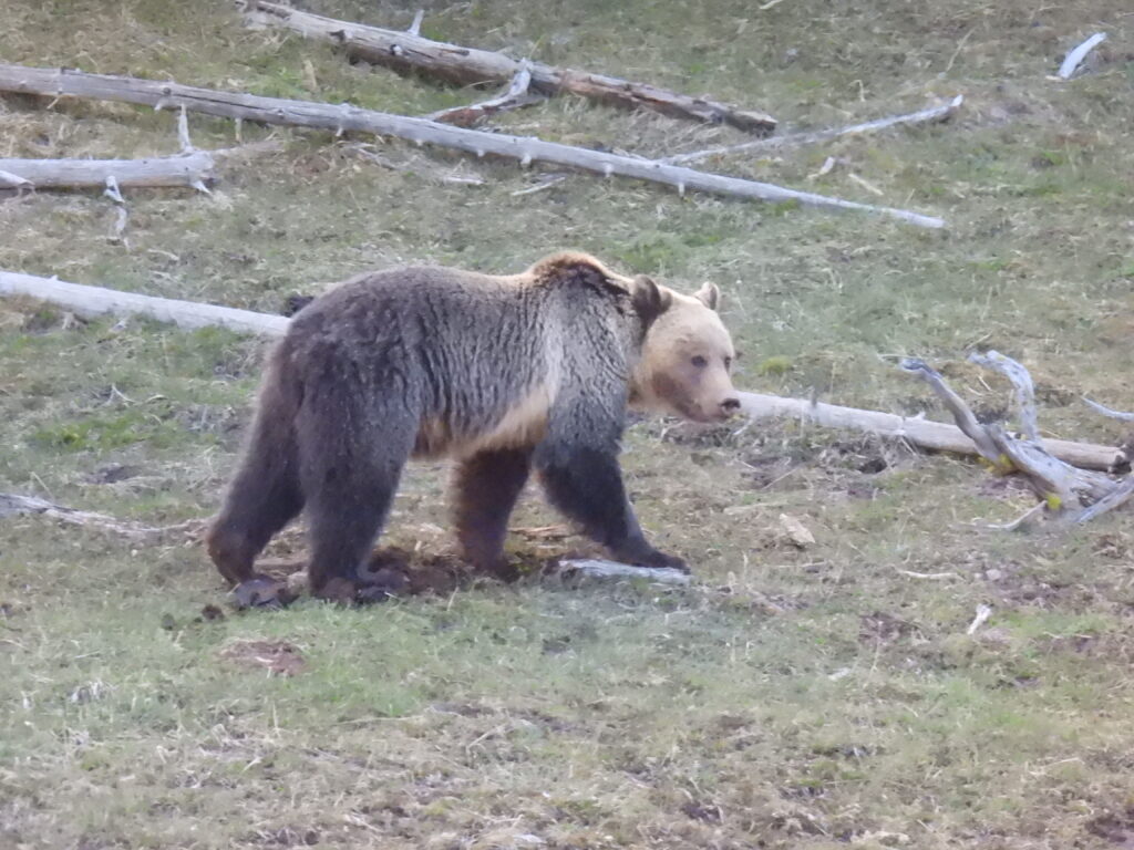 Grizzly Bear Yellowstone National Park