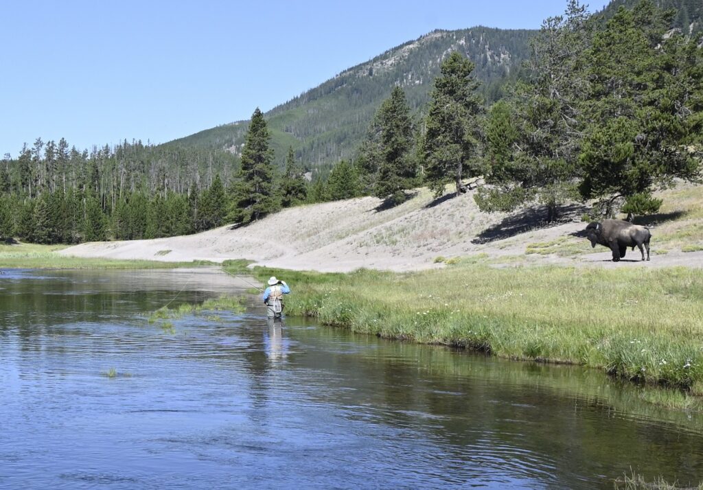 Rob Fly Fishing the Madison River with a Bull Bison