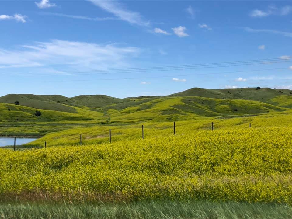 Grasslands near Wall Drug