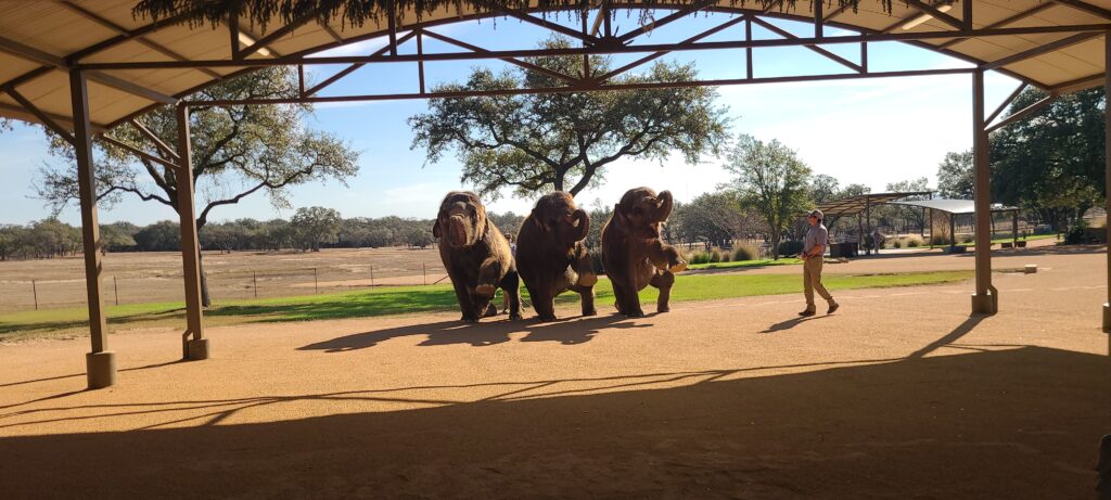 Elephant Experience at The Preserve