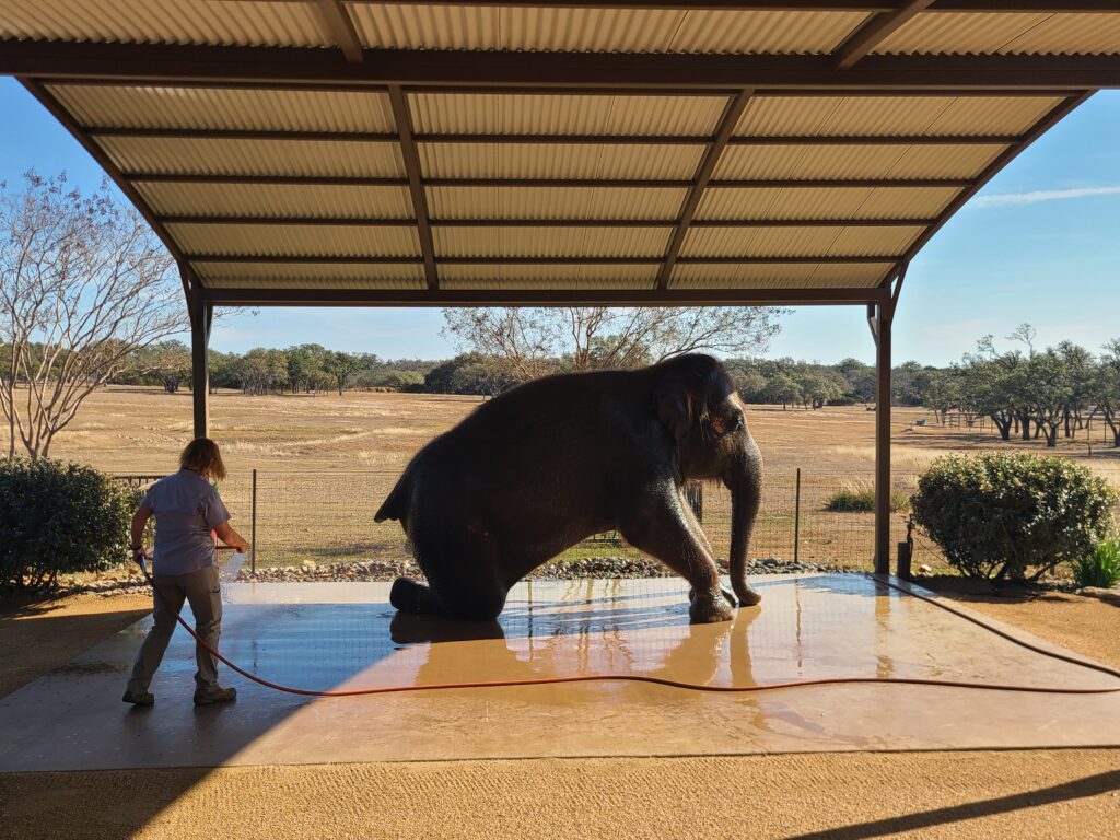 Elephant Experience at The Preserve