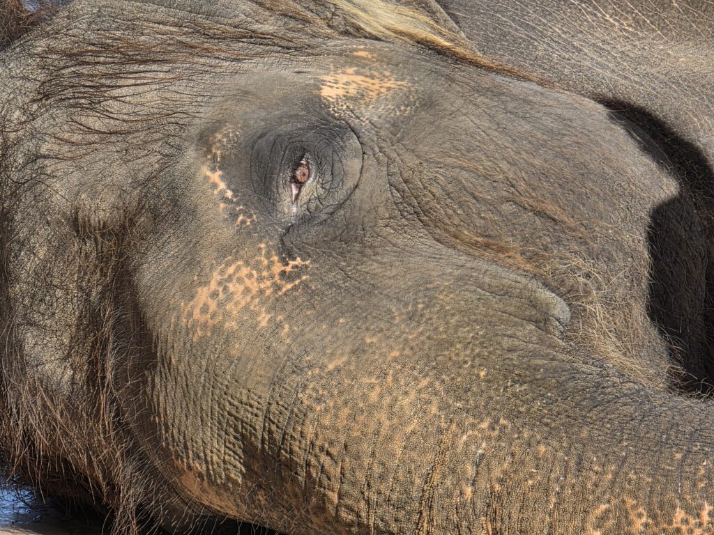 Elephant Experience at The Preserve
