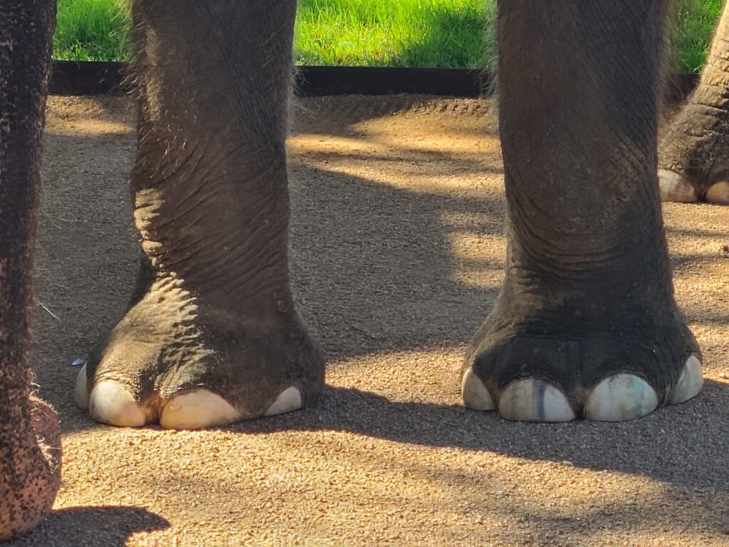 Elephant Experience at The Preserve