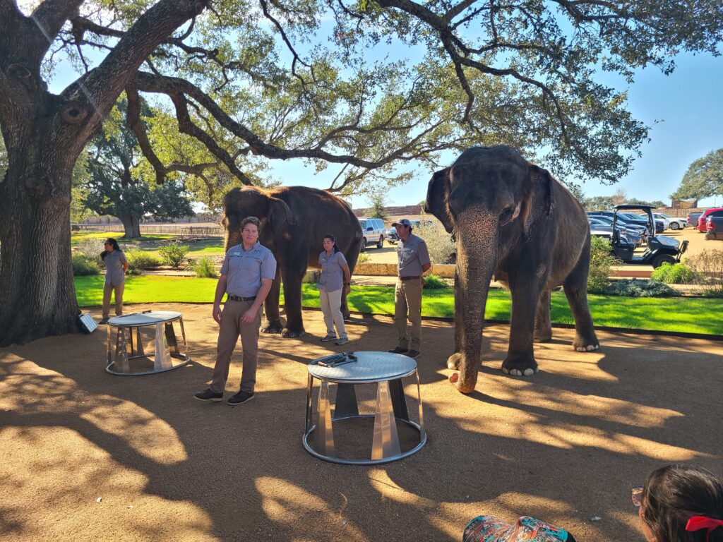 Elephant Experience at The Preserve