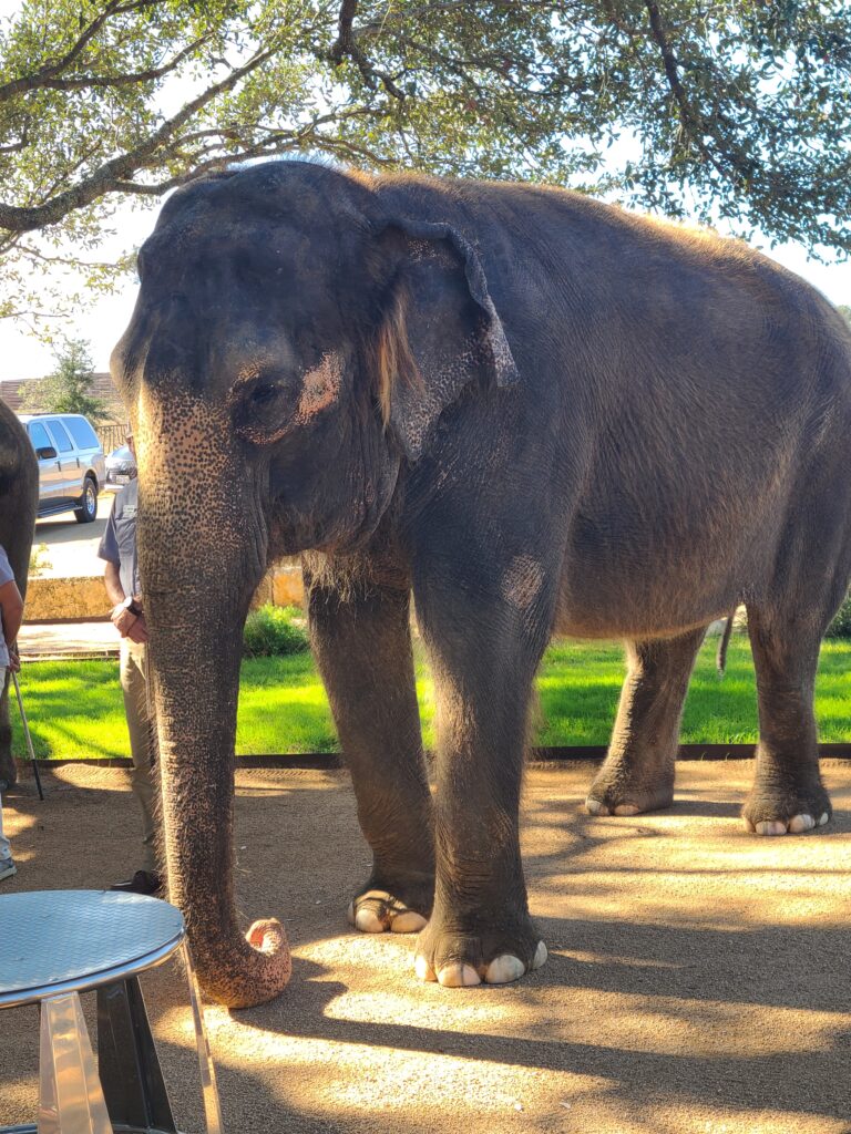 Elephant Experience at The Preserve